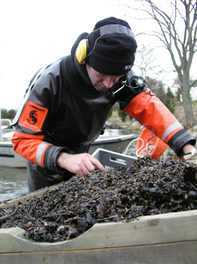 Arkeologer undersöker Birkas hamn 